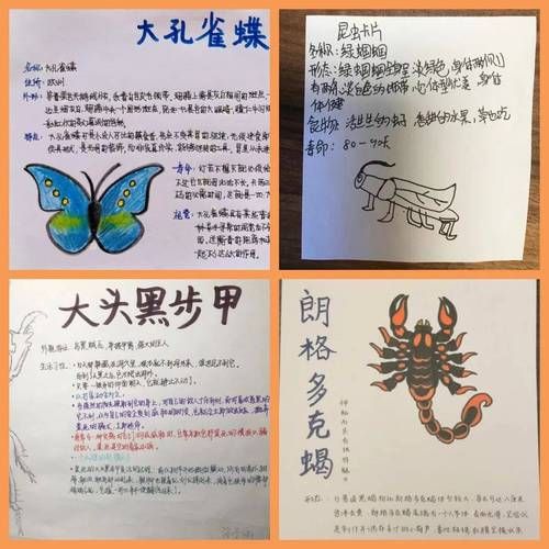 昆虫百科读书卡怎么做_昆虫百科读书卡内容写什么