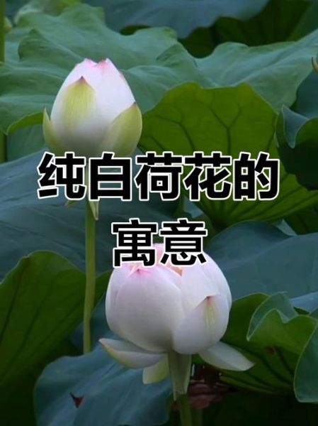 荷花象征什么情感_荷花代表什么爱情