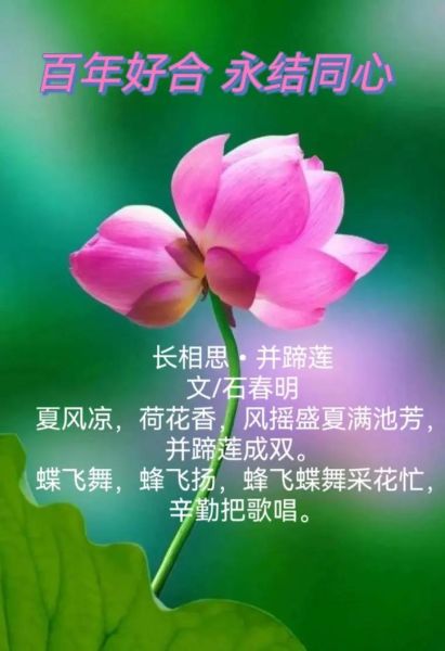 荷花象征什么情感_荷花代表什么爱情