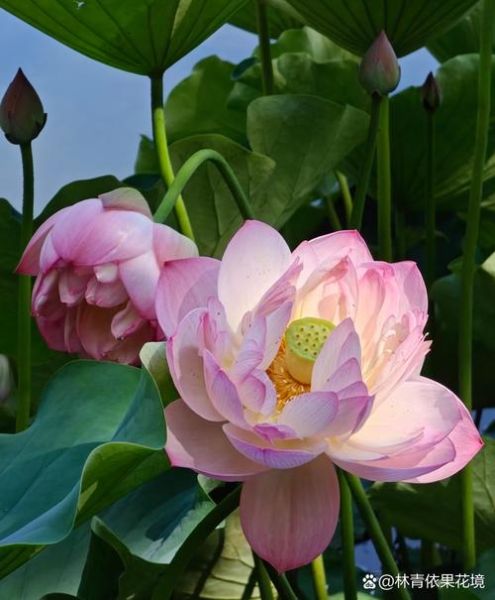 荷花象征什么情感_荷花代表什么爱情