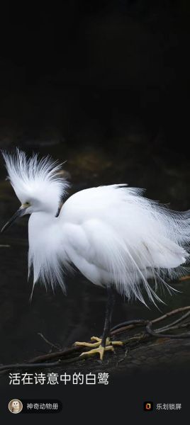 白鹭象征什么情感_白鹭代表什么寓意