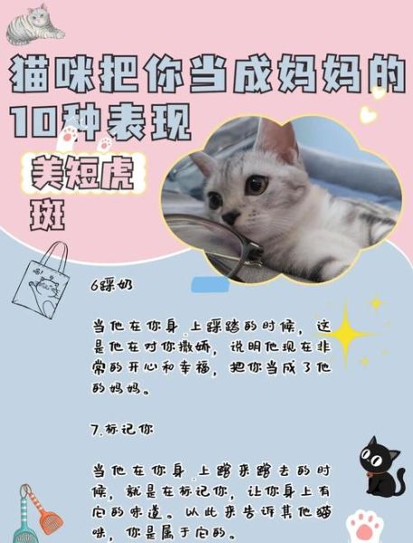 猫咪如何表达喜欢主人_猫咪对同伴的情感表现