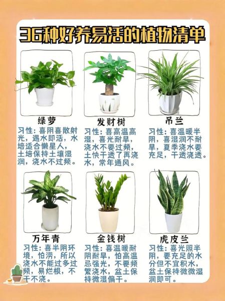 植物百科读书分享_适合新手的室内绿植有哪些