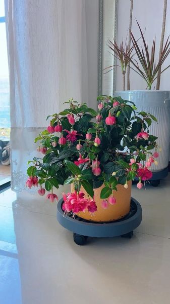 植物百科读书分享_适合新手的室内绿植有哪些