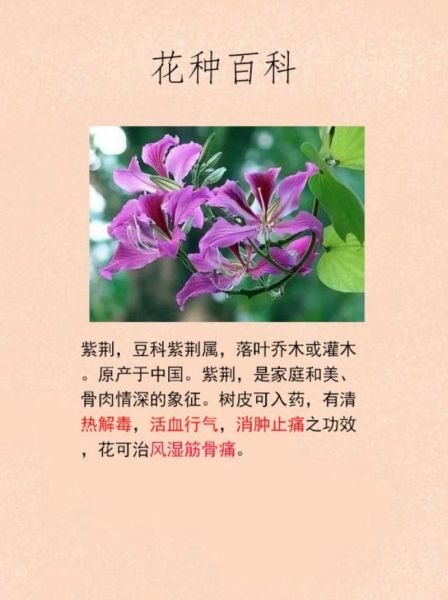 紫荆花语是什么_紫荆代表什么情感
