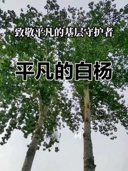 白杨表达情感_白杨象征什么