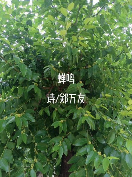 蝉为什么一直叫_蝉鸣代表什么情感