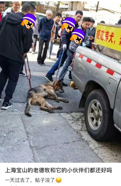 退役警犬会难过吗_如何安慰退役警犬