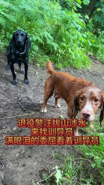 退役警犬会难过吗_如何安慰退役警犬