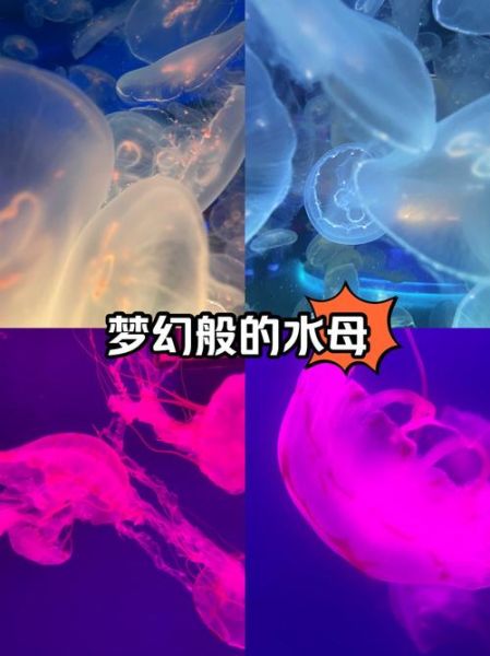 水母表达情感_水母象征什么