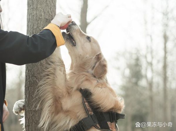 小狗摇尾巴是开心吗_狗狗舔人代表什么