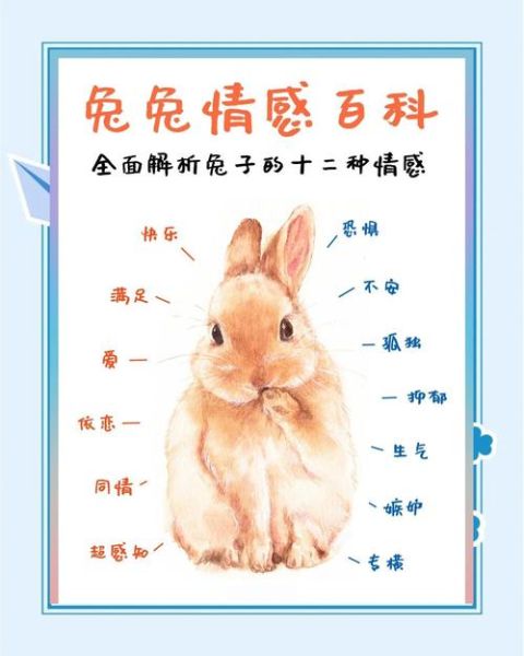 小兔情感表达_如何读懂小兔情绪