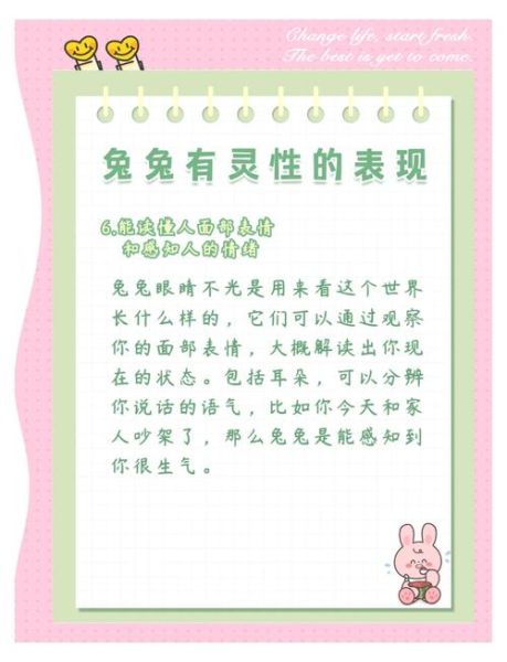 小兔情感表达_如何读懂小兔情绪