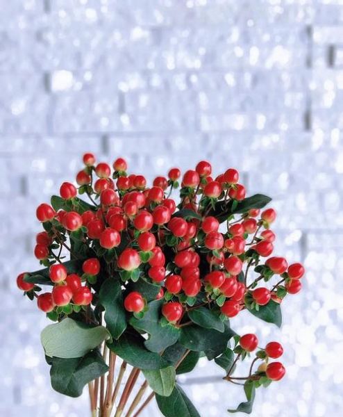 什么花代表思念_植物如何传递情感