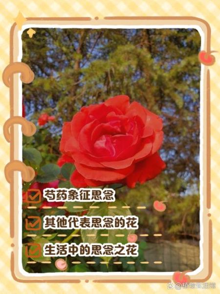 什么花代表思念_植物如何传递情感