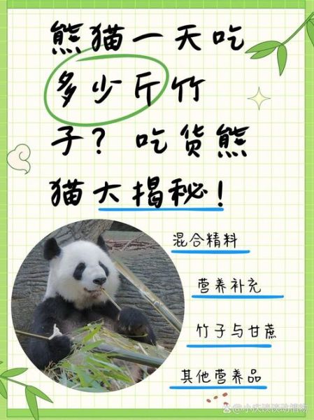 熊猫为什么只吃竹子_熊猫一天吃多少竹子