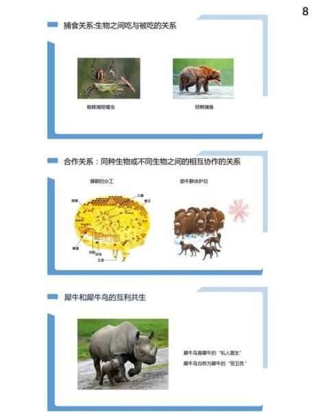 如何用生物表达情感_情感与生物的关联