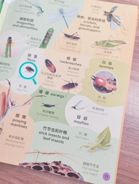 DK动物百科适合几岁读_如何高效做读书笔记