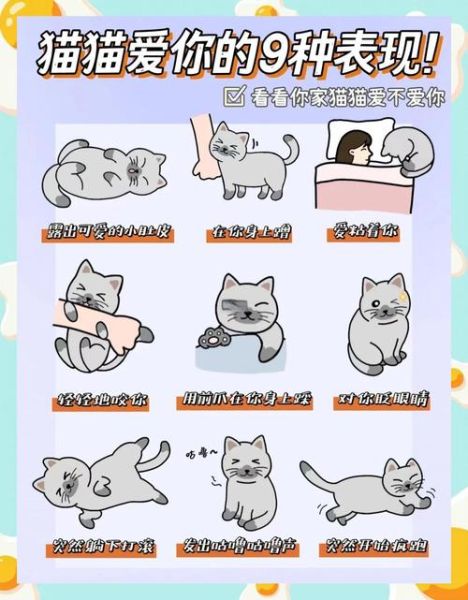 猫咪如何表达情感_猫咪爱你的表现有哪些