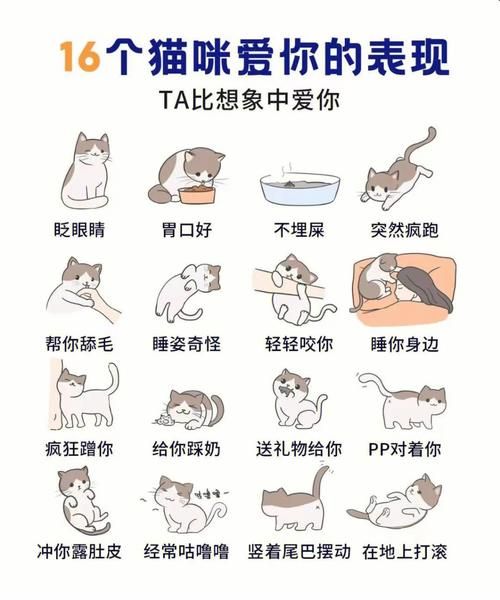 猫咪如何表达情感_猫咪爱你的表现有哪些