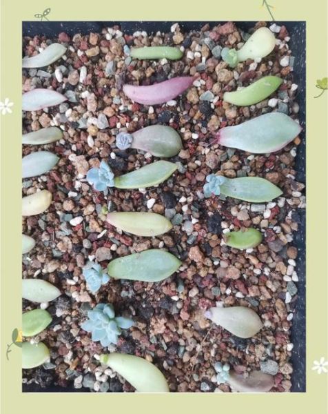 多肉植物多久浇一次水_新手如何养多肉