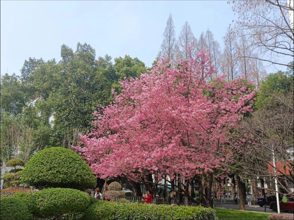 樱花树下表达了什么情感_为什么听樱花树下会哭