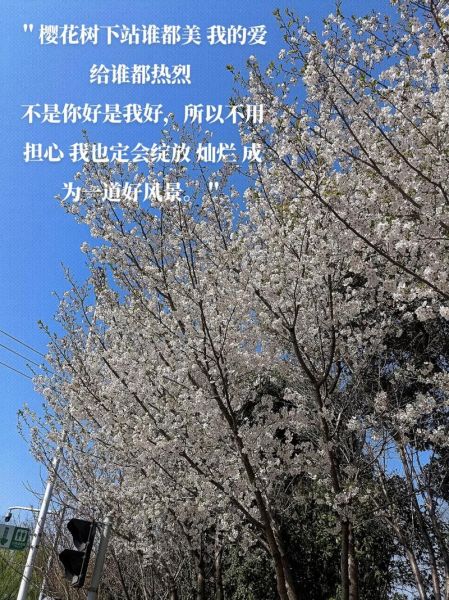 樱花树下表达了什么情感_为什么听樱花树下会哭